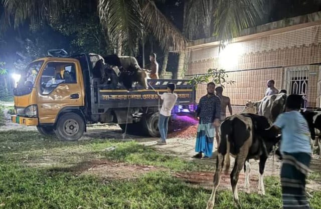 শাহরাস্তি থেকে চোরাই হওয়া ১১টি গরু কুমিল্লার নাঙ্গলকোট থেকে উদ্ধার