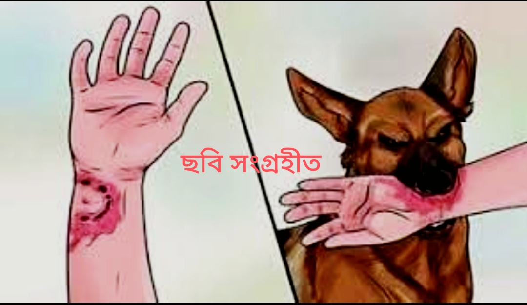 শাহরাস্তিতে পাগলা কুকুরের কামড়ে আহত ১০ জন