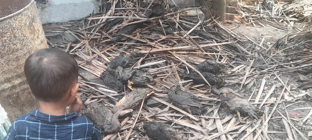 শাহরাস্তির লোটরায়, প্রবাসীর বাড়িতে আগুন,১৫ টি হাঁস মুরগি পুড়ে ছাই