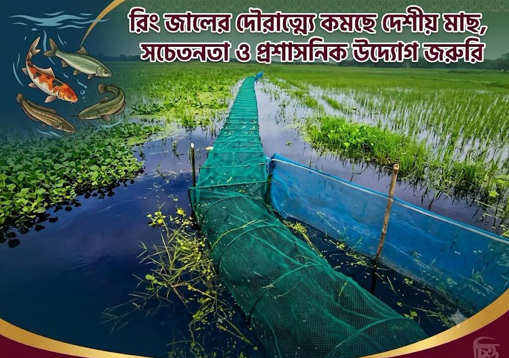রিং জালের দৌরাত্ম্যে কমছে দেশীয় মাছ, সচেতনতা ও প্রশাসনিক উদ্যোগ জরুরি